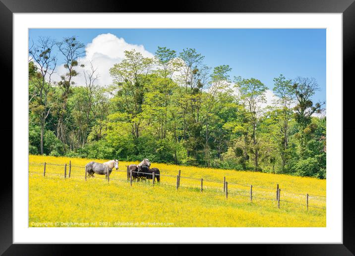Spring landscape with horses in a field in France Framed Mounted Print by Delphimages Art