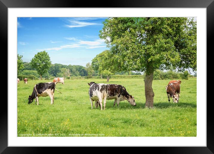 Cows grazing on a sunny day in Normandy, France Framed Mounted Print by Delphimages Art