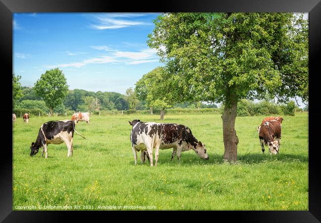Cows grazing on a sunny day in Normandy, France Framed Print by Delphimages Art