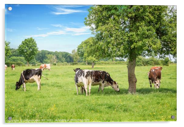 Cows grazing on a sunny day in Normandy, France Acrylic by Delphimages Art
