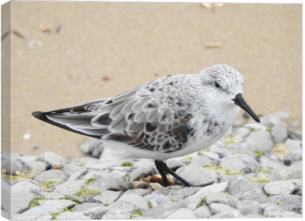 Close-up side view of Sanderling on light grey rocks Canvas Print by Joan Rosie