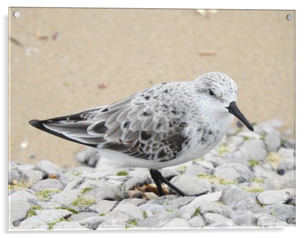 Close-up side view of Sanderling on light grey rocks Acrylic by Joan Rosie