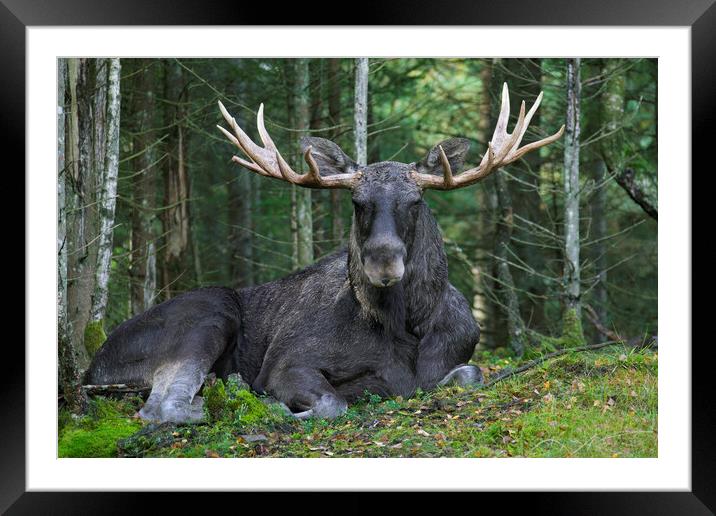 Moose in Boreal Forest Framed Mounted Print by Arterra 