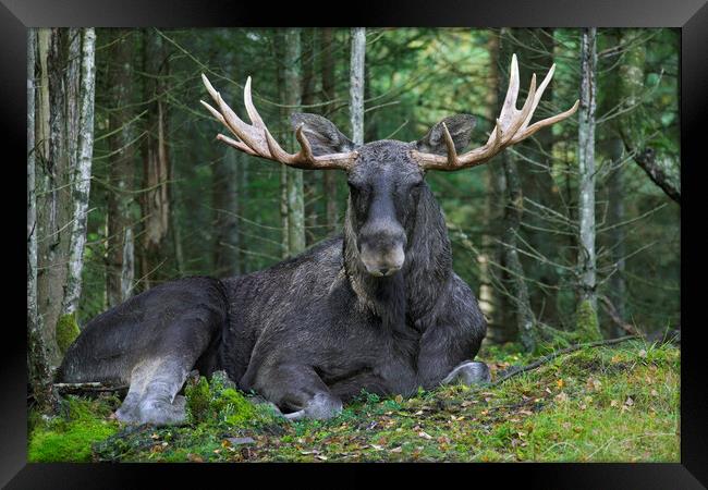 Moose in Boreal Forest Framed Print by Arterra 
