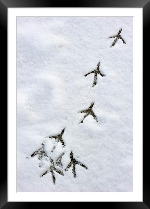 Bird Footprints on Ice in the Snow Framed Mounted Print by Arterra 