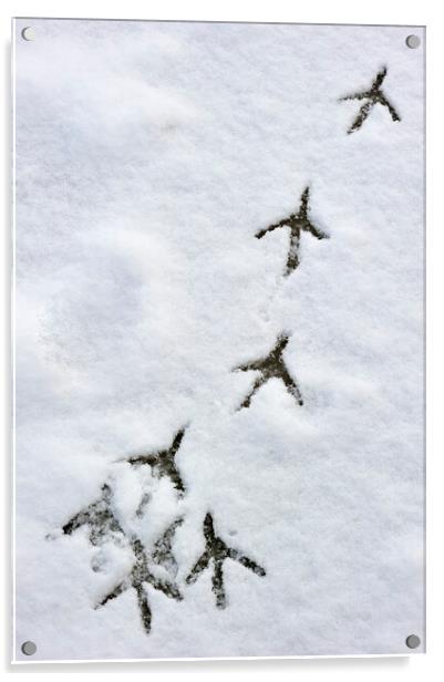 Bird Footprints on Ice in the Snow Acrylic by Arterra 
