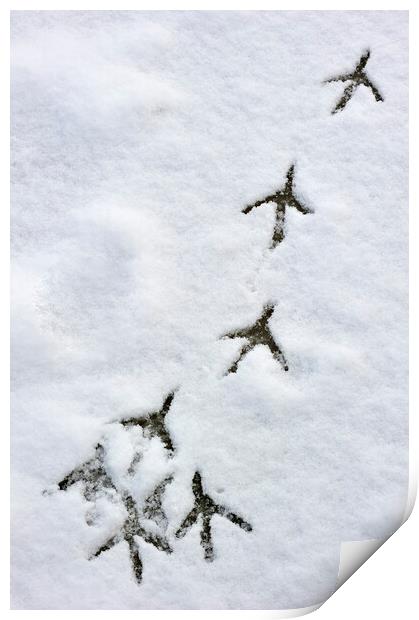 Bird Footprints on Ice in the Snow Print by Arterra 