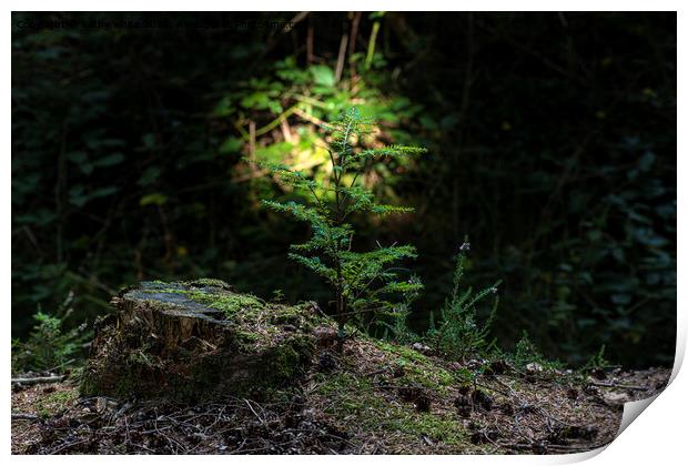 fern looking for the light Print by kathy white