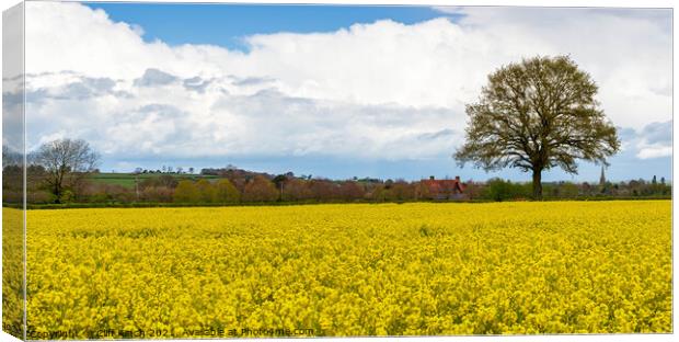 Rapeseed crop  Canvas Print by Cliff Kinch