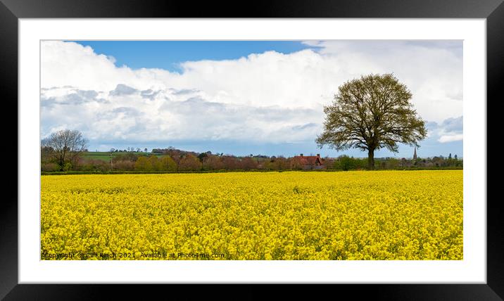 Rapeseed crop  Framed Mounted Print by Cliff Kinch