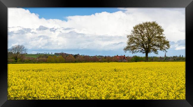 Rapeseed crop  Framed Print by Cliff Kinch