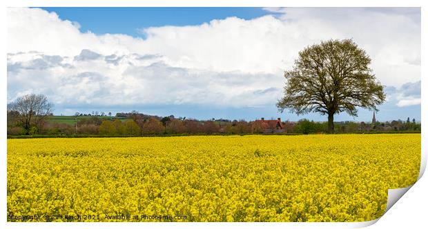 Rapeseed crop  Print by Cliff Kinch