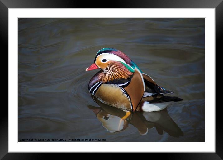 Mandarin Duck Framed Mounted Print by Stephen Hollin