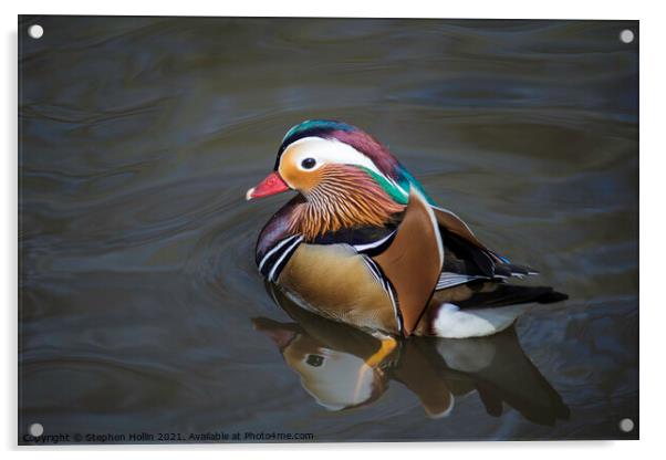 Mandarin Duck Acrylic by Stephen Hollin