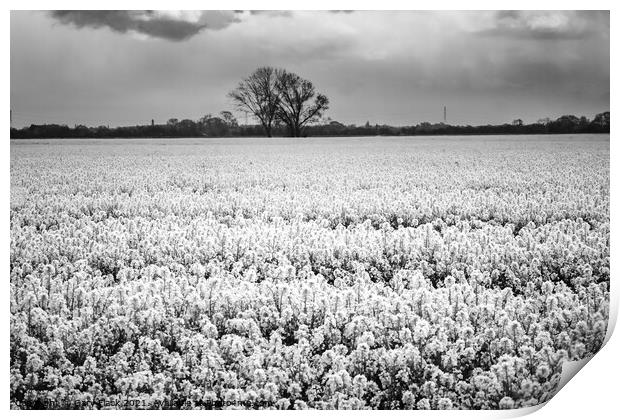 Rape Seed field in monochrome  Print by That Foto