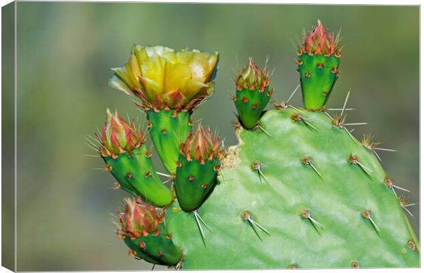 Cactus Flowering in the Sonora Desert Canvas Print by Arterra 