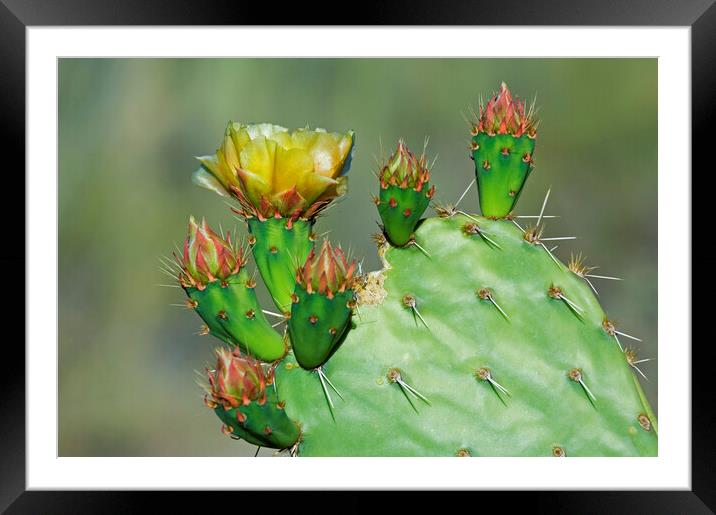 Cactus Flowering in the Sonora Desert Framed Mounted Print by Arterra 