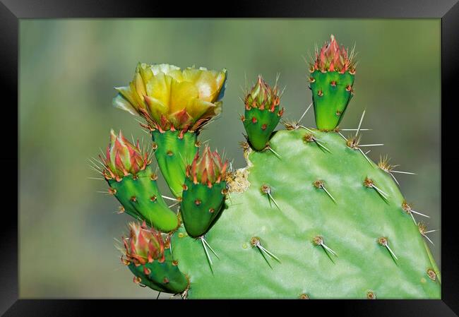 Cactus Flowering in the Sonora Desert Framed Print by Arterra 