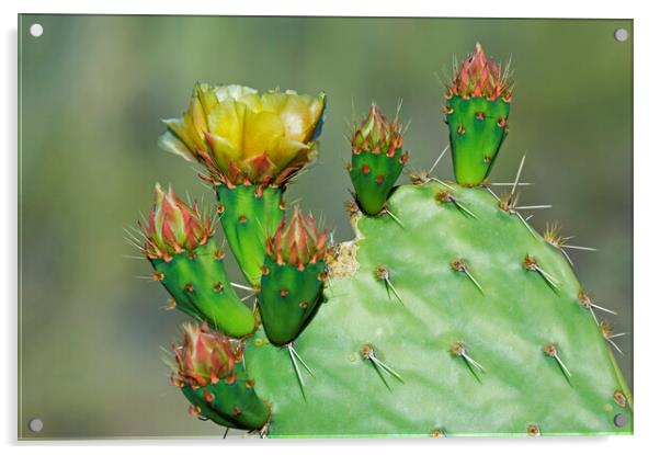 Cactus Flowering in the Sonora Desert Acrylic by Arterra 