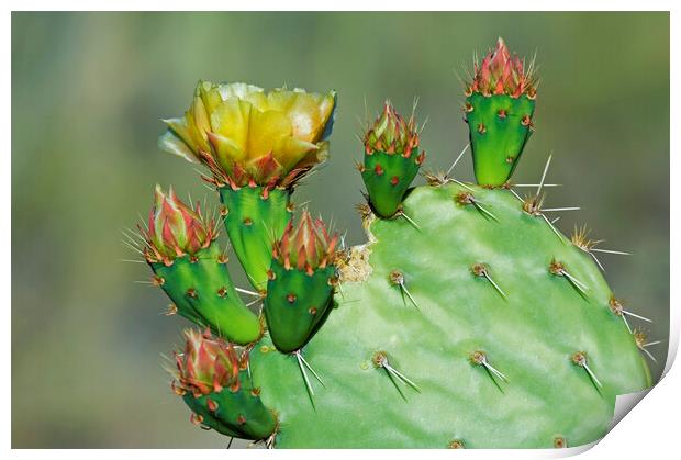 Cactus Flowering in the Sonora Desert Print by Arterra 