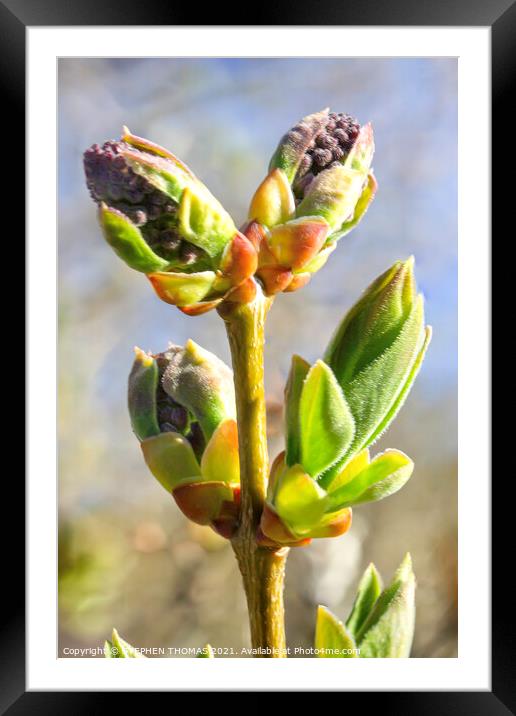 Lilac Buds Framed Mounted Print by STEPHEN THOMAS