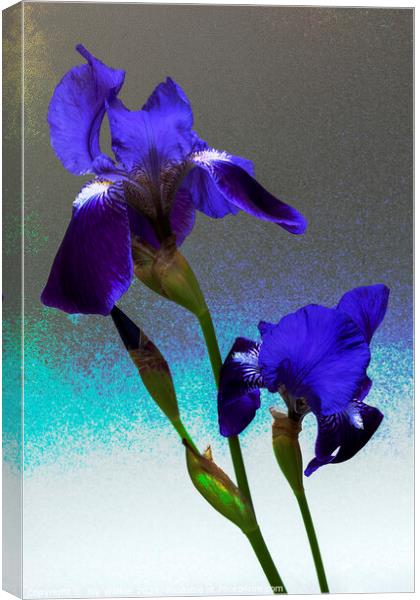 Blue flag irises  Canvas Print by Joy Walker