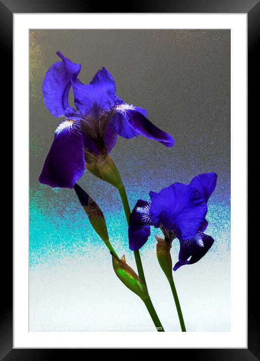 Blue flag irises  Framed Mounted Print by Joy Walker