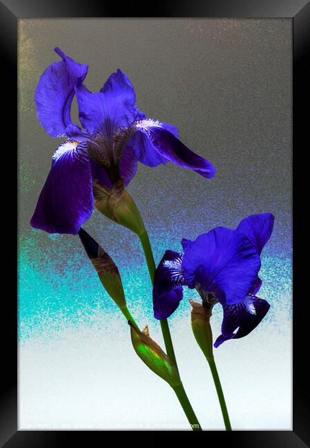 Blue flag irises  Framed Print by Joy Walker