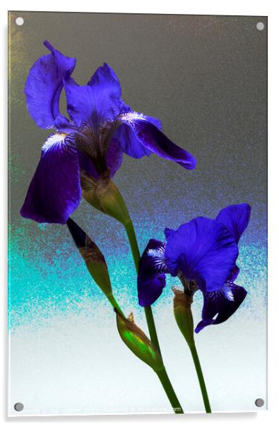 Blue flag irises  Acrylic by Joy Walker