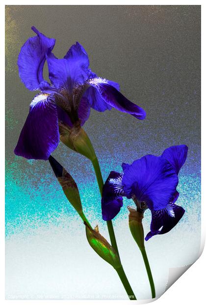 Blue flag irises  Print by Joy Walker