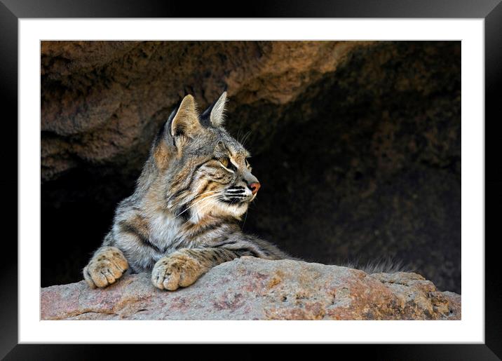 Bobcat in Arizona Framed Mounted Print by Arterra 