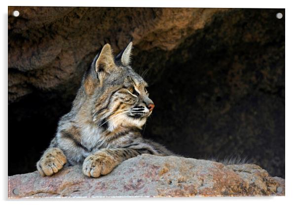 Bobcat in Arizona Acrylic by Arterra 