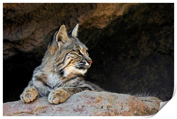 Bobcat in Arizona Print by Arterra 