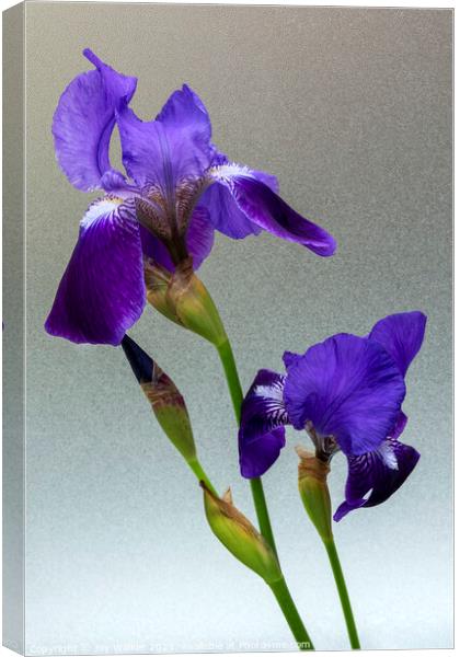 Blue flag Iris flowers Canvas Print by Joy Walker
