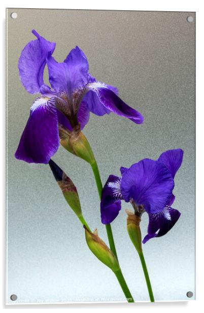 Blue flag Iris flowers Acrylic by Joy Walker