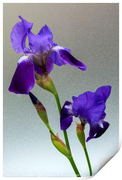 Blue flag Iris flowers Print by Joy Walker