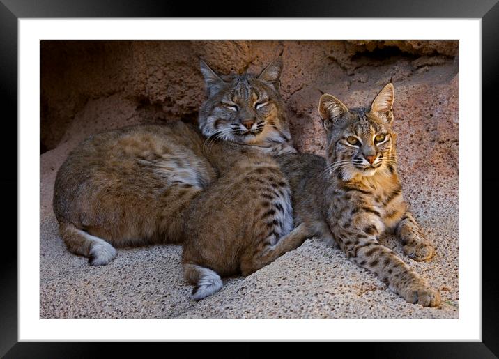 Two Bobcats on Rock Framed Mounted Print by Arterra 