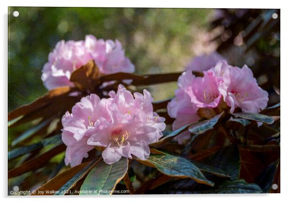 Bureaui x yakushimanum Rhododendron shrub Acrylic by Joy Walker