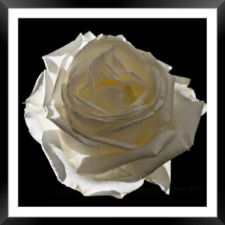 Rose, Silver Anniversary Framed Mounted Print by Steve Purnell