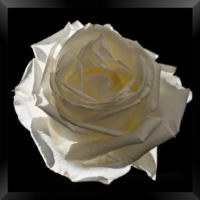 Rose, Silver Anniversary Framed Print by Steve Purnell