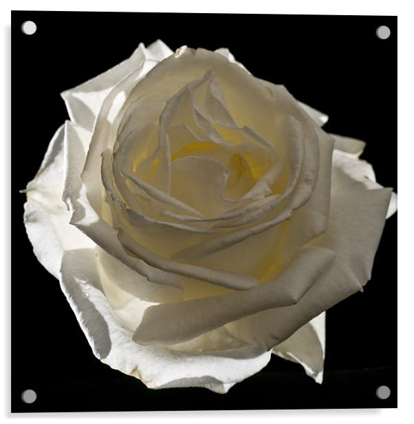 Rose, Silver Anniversary Acrylic by Steve Purnell