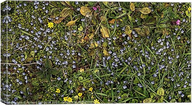 British Wild Meadow Flowers Portreath Cornwall. Canvas Print by Ernest Sampson