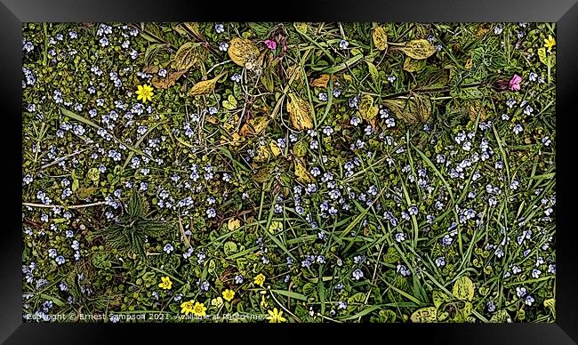 British Wild Meadow Flowers Portreath Cornwall. Framed Print by Ernest Sampson
