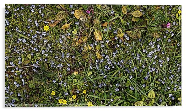 British Wild Meadow Flowers Portreath Cornwall. Acrylic by Ernest Sampson