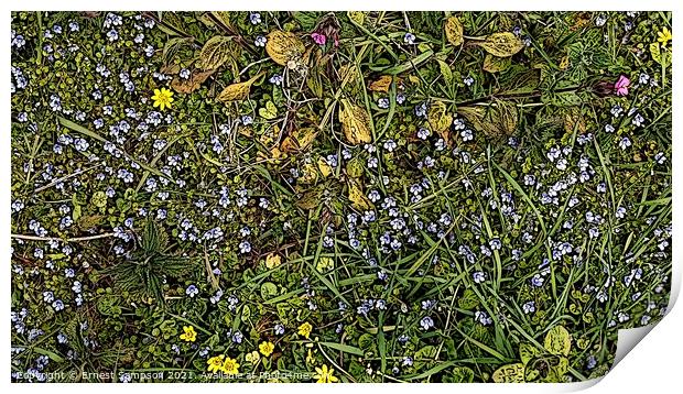 British Wild Meadow Flowers Portreath Cornwall. Print by Ernest Sampson