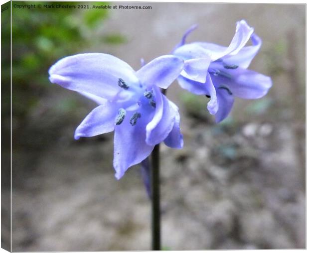 Bluebell 2 Canvas Print by Mark Chesters