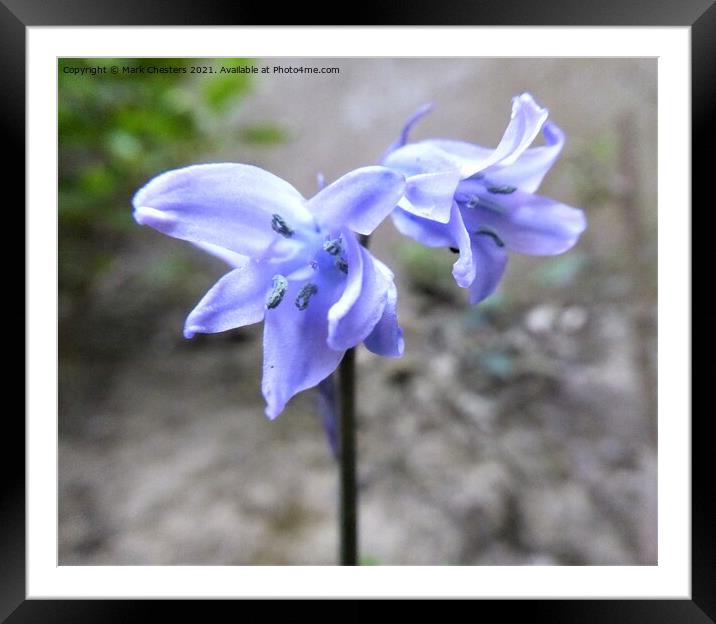Bluebell 2 Framed Mounted Print by Mark Chesters