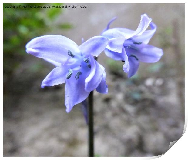 Bluebell 2 Print by Mark Chesters