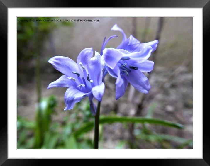 Bluebell 3 Framed Mounted Print by Mark Chesters