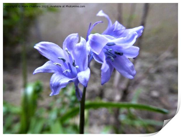 Bluebell 3 Print by Mark Chesters